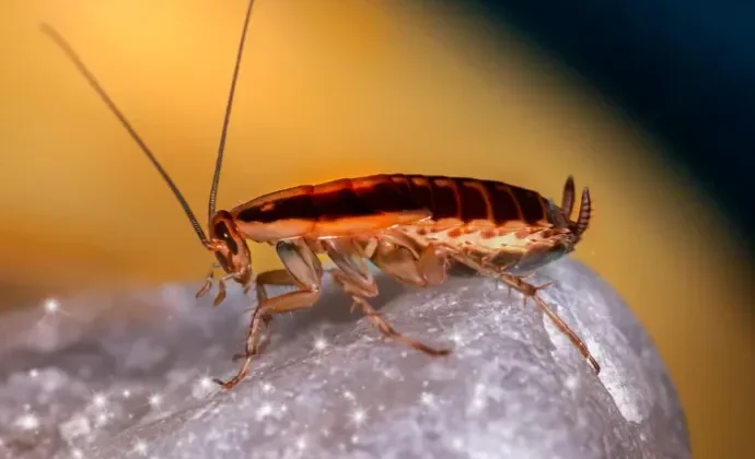 Effective Ways to Keep Summer Pests Out of Your Home